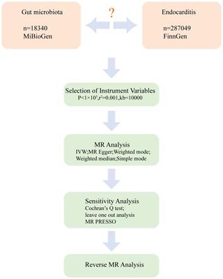 Gut microbiota and risk of endocarditis: a bidirectional Mendelian randomization study